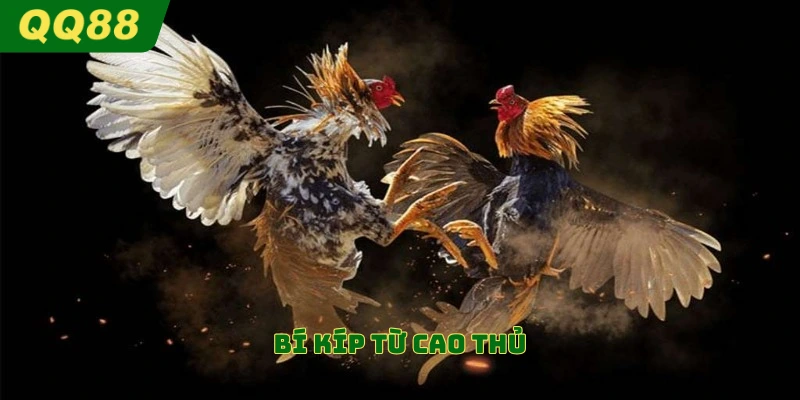 Bí kíp từ cao thủ 