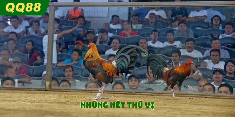 Những nét thú vị 